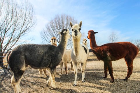 Peace & Quiet on Alpaca Farm! Paola Studio Apartment in Ozark Mountains
