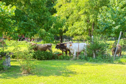 Horses Welcome: Marble Falls Home w/ Grill! House in Buffalo River