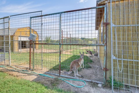 Exotic Animal Farm Stay in Illinois: Tour, Explore House in Illinois