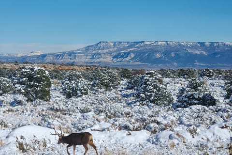 Luxe Mesa View Home on 35 Acres w/ Wraparound Deck House in Colorado