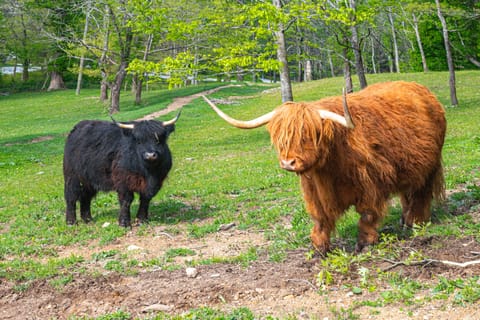 On Farm: Charming Hendersonville Retreat! Cottage in Flat Rock