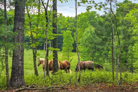 15 Mi to Blue Ridge: Forested Cabin w/ Decks! House in Union County