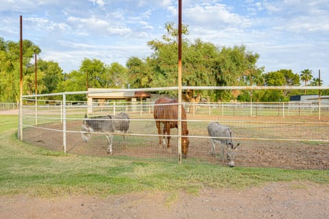 Family Home on > 2 Acres w/ Stables in Gilbert! House in Gilbert
