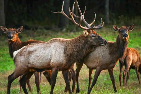 4,800-Sq-Ft Cabin w/ Creek Access in Caulfield House in Norfork Lake