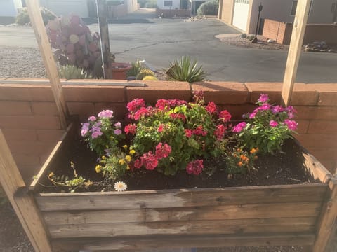 Desert flowers in bloom (Spring - Fall)