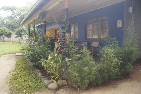 Blue Cactus Shanty by day