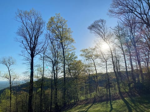 Spring Sunshine