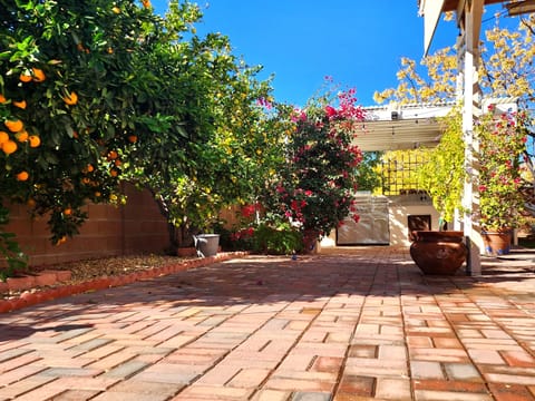 Outdoor pergola and BBQ 