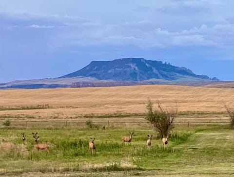 view from patio (front yard)