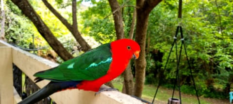 Patrick, our parrot in residence, now all grown up!