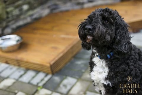 We are pet-friendly  - four-legged friends are not just welcome but celebrated. Every canine guest receives a special Sir Woofchester's welcome box, complete with treats and a ball, ensuring they feel right at home.