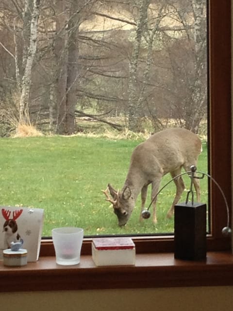 Roe deer enjoying the lawn grass