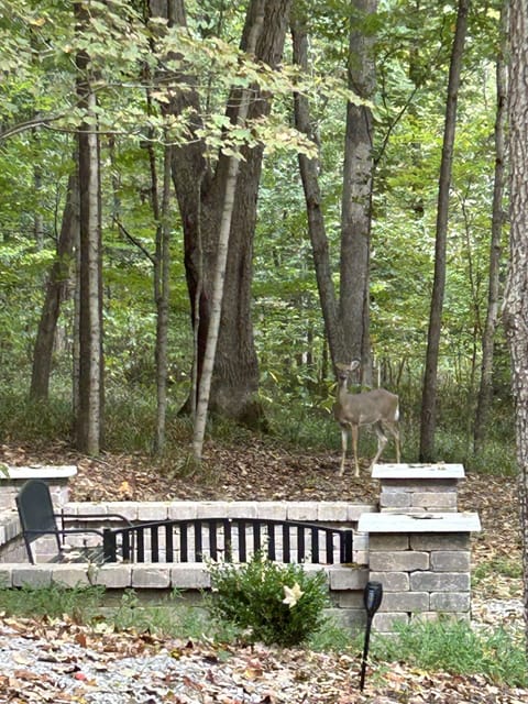Wildlife galore. A daily visit from the deer.