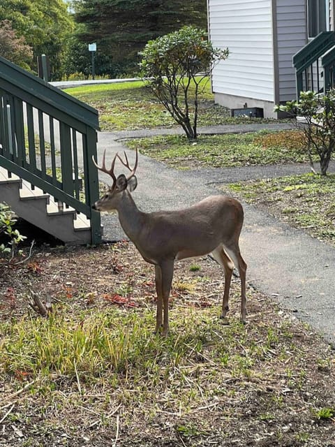 Deer right outside the room