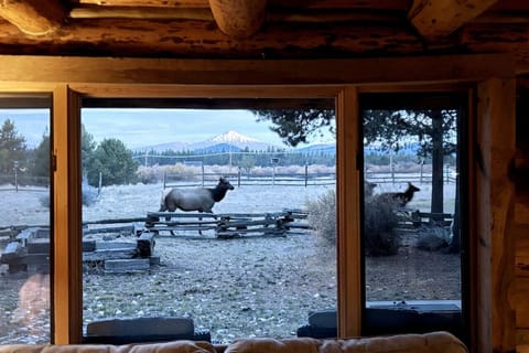 16 private acres of meadow and pine forest, with elk and deer as regular visitors