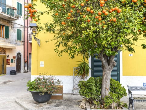 Plant, Flower, Property, Building, Yellow, Flowerpot, Neighbourhood, Wall, Public Space, Woody Plant