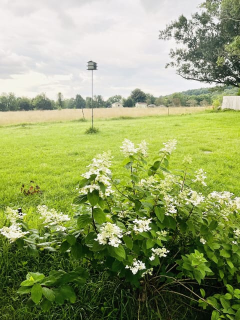 Beautiful foliage; Banana trees, elephant ears, irises, flowering bushes.