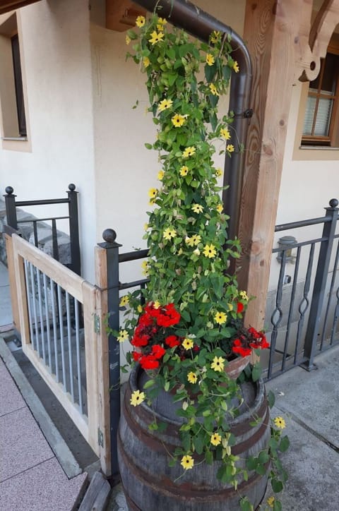 Flower, Plant, Building, Wood, Door, Fence, Window, House, Petal