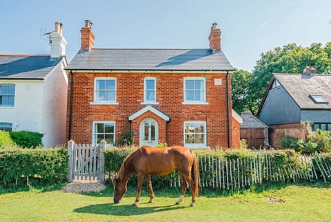 A free-roaming New Forest pony grazes at your garden gate.