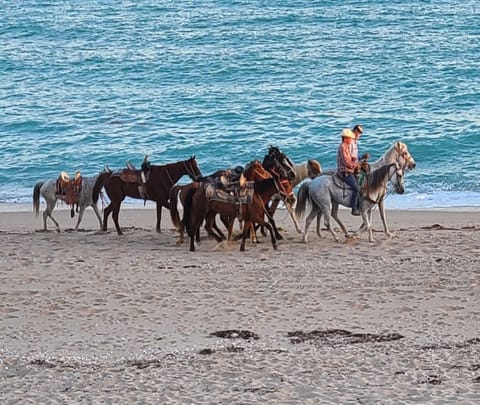 Horseys! Rides available. Just wave them in. 
View from your patio.