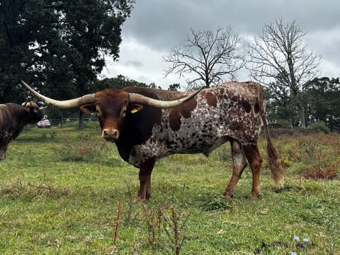 Shoo Span Bull