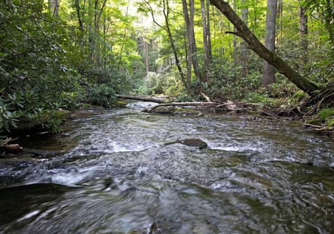 Creek front cabin rental with onsite fishing