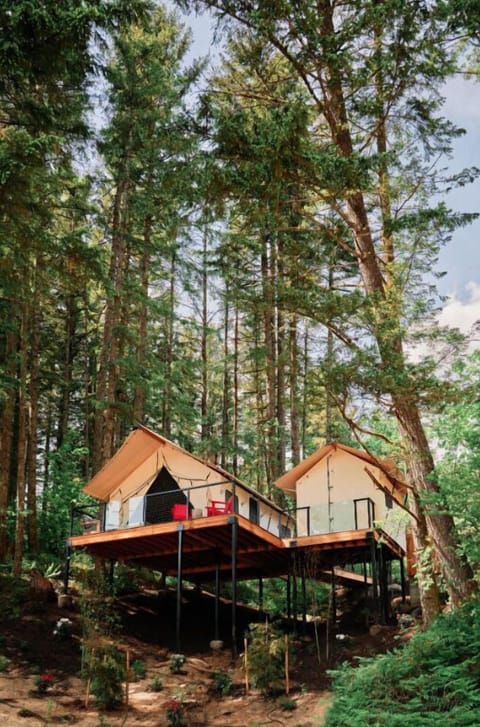 Elevated accommodations blending seamlessly with the natural beauty of the surrounding woods.