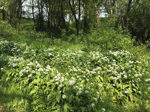 Cottage | Property grounds
