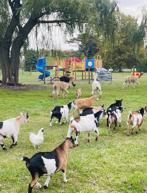 Onsite Petting Zoo by appointment