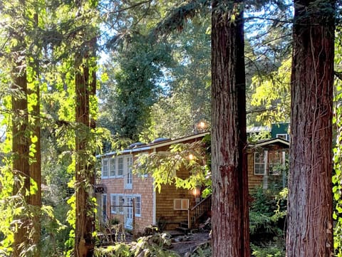 Dappled light through the redwoods.