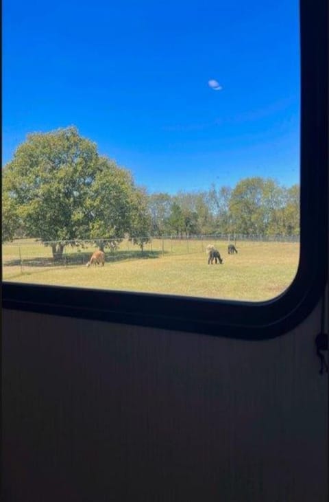 View of Alpaca field from camper windows.