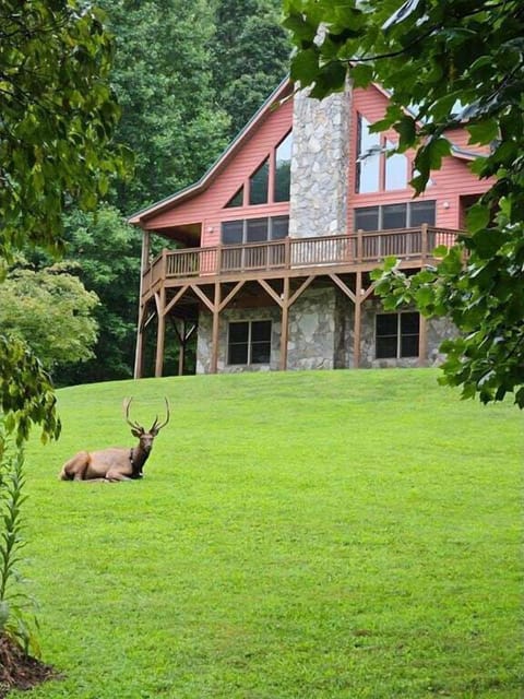 Visitor at Chalet