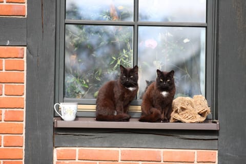 House | View from property