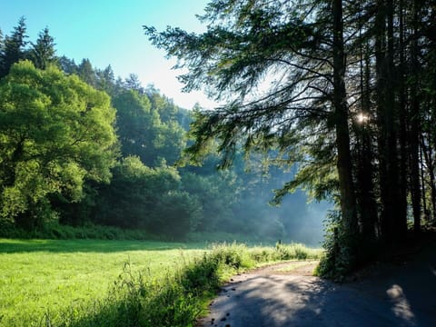 Sky, Property, Plant, Tree, Building, Land Lot, Slope, Shade, Asphalt, Wood