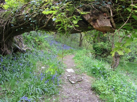 Bluebell woods