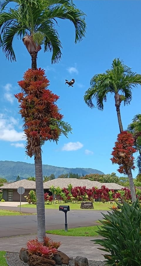 We welcome you with much Aloha to our beautiful place in Princeville. 
Enjoy this epic view of the majestic Napali cliffs from the well appointed front lanai. 
We invite you to book your stay today!