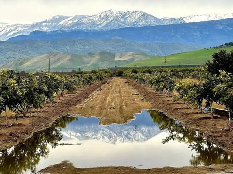 Snow covered Sierras seen from orchard on our corner. Shot with my cell! 