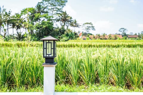 Apartment, 1 Queen Bed, Kitchen | View from room