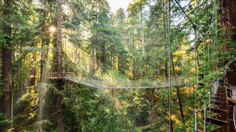 The #RedwoodSkywalk (Skybridge, walk in the clouds!) in Eureka is visible from our front window