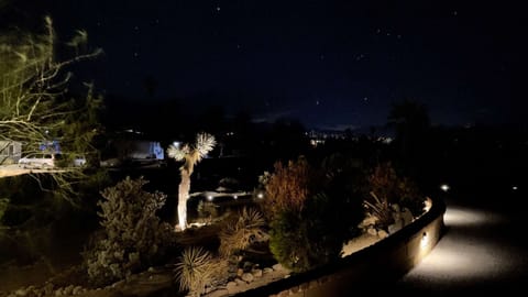 "A starry night under the joshua trees"