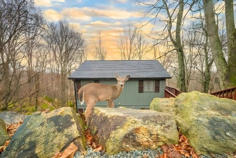 Local deer often wander around the cabin, giving guests an authentic Beech Mountain nature experience.