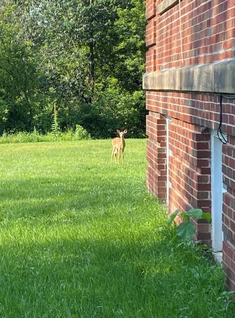Cute bambi hanging out in the backyard!
