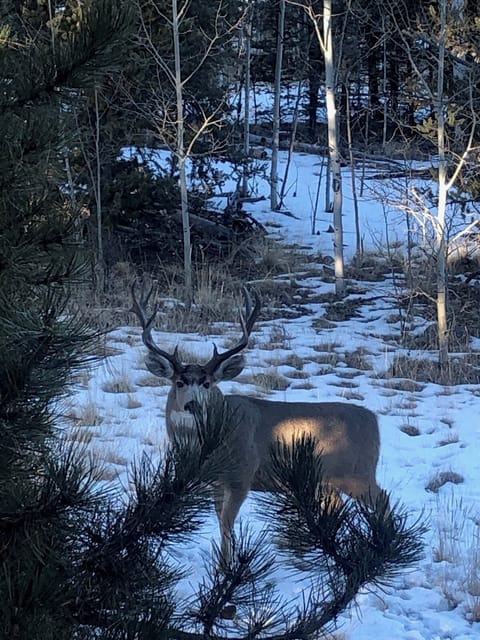 Buckie always show up in October through November 
