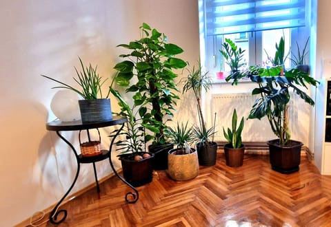 Apartment, 1 Bedroom, Smoking, City View | Interior