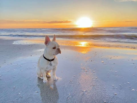 Pet Friendly Home right by Crystal Beach! <3