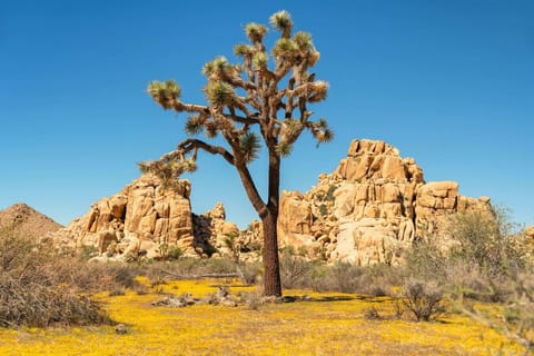 Iconic Joshua trees standing tall in a sea of wildflowers