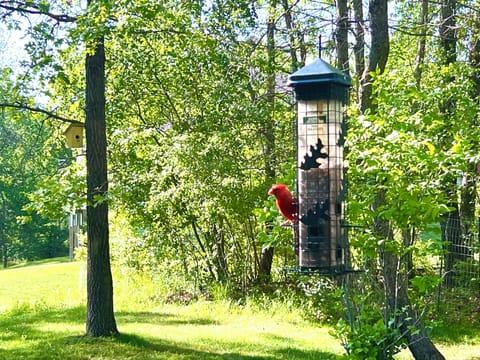 Guests love watching all the different species of birds visit throughout the day