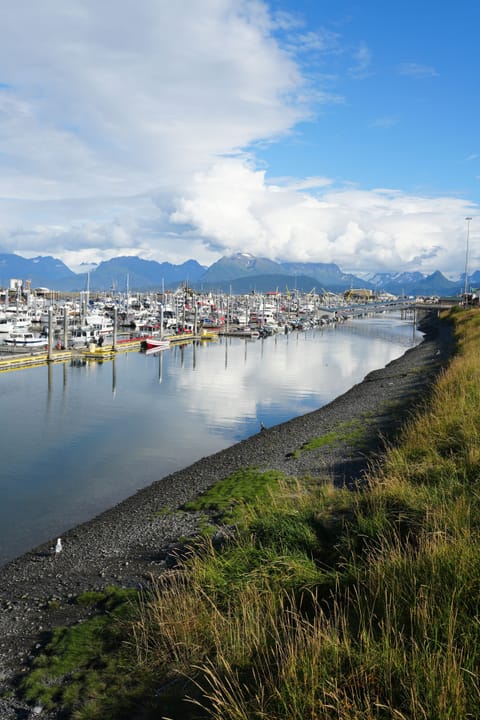 The Homer Boat Harbor. A beautiful area to go for a walk.