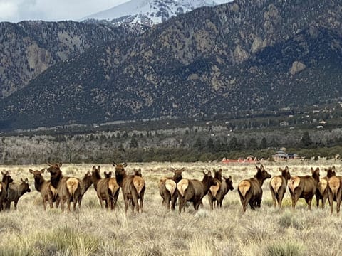 Elk and deer roam across our property regularly.