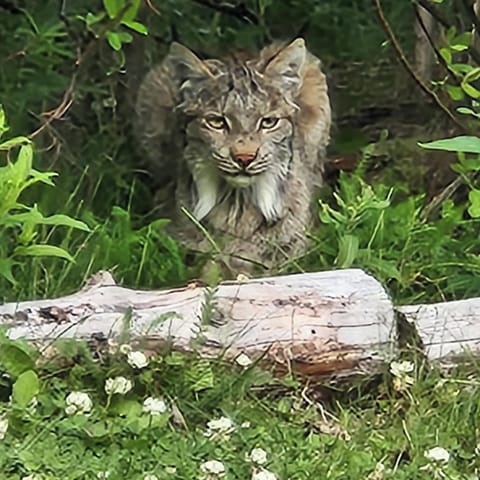 Our moniker and resident Lynx
